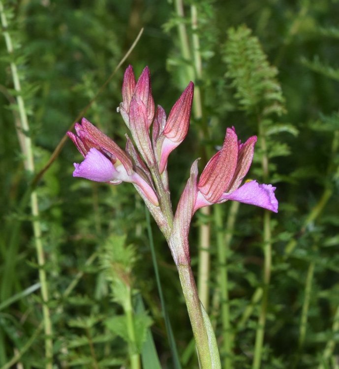 Anacamptis papilionacea (L.) R.M. Bateman, Pridgeon & M.W. Chase 1997. 2.jpg