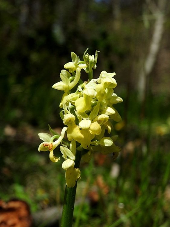Orchis pallens 006.JPG
