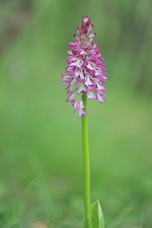 Orchis_×hybrida.jpg