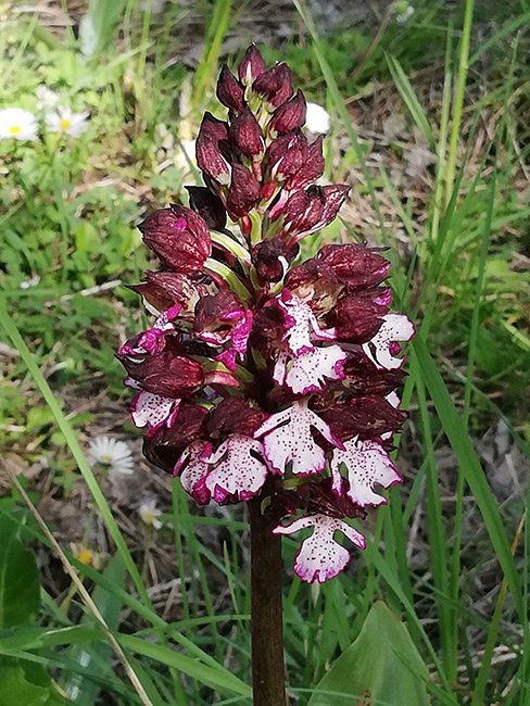 Orchis purpurea 02.jpg