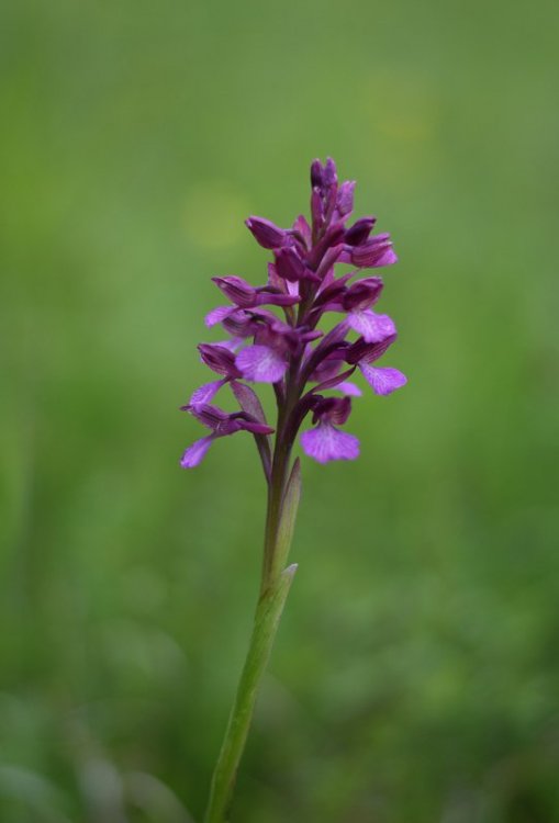 Anacamptis x gennarii (Rchb.f.) H. Kretzschmar, Eccarius & H. Dietr. 2007. 2.jpg