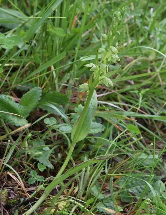 Coeloglossum viride (L.) Hartm. 1820. 1.jpg