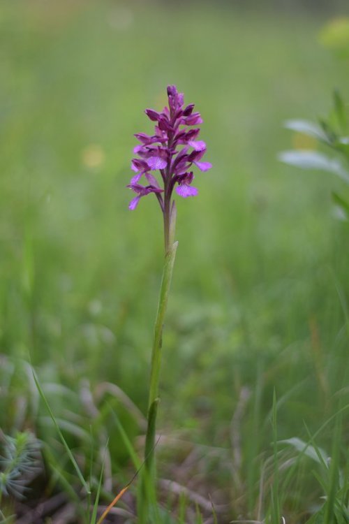 Anacamptis x gennarii (Rchb.f.) H. Kretzschmar, Eccarius & H. Dietr. 2007. 1.jpg