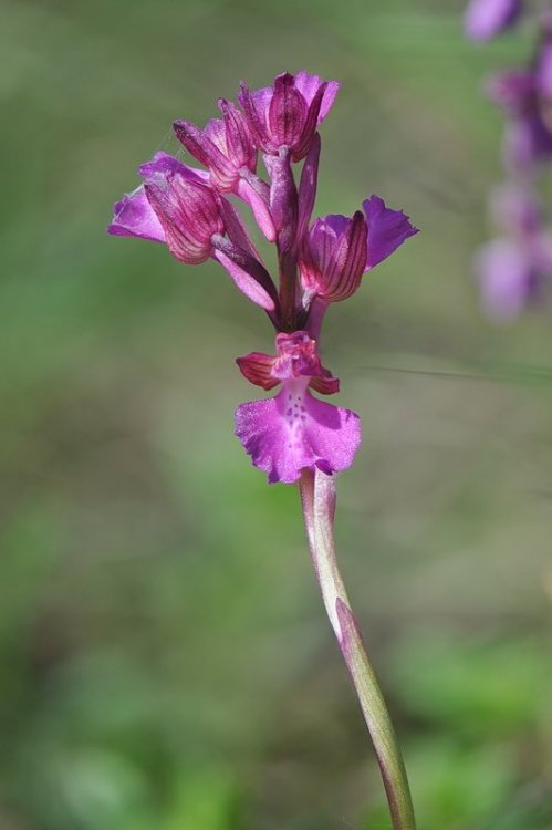 Anacamptis_×gennarii4.jpg