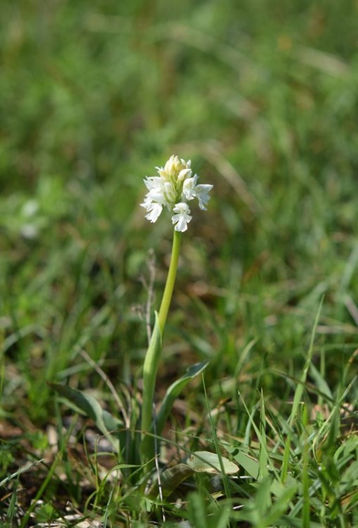 Neotinea tridentata (Scop.) R.M. Bateman, Pridgeon & M.W. Chase 1997. apocromica. 1.jpg