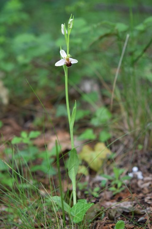 Ophrys apifera Huds. 1762. 5.jpg