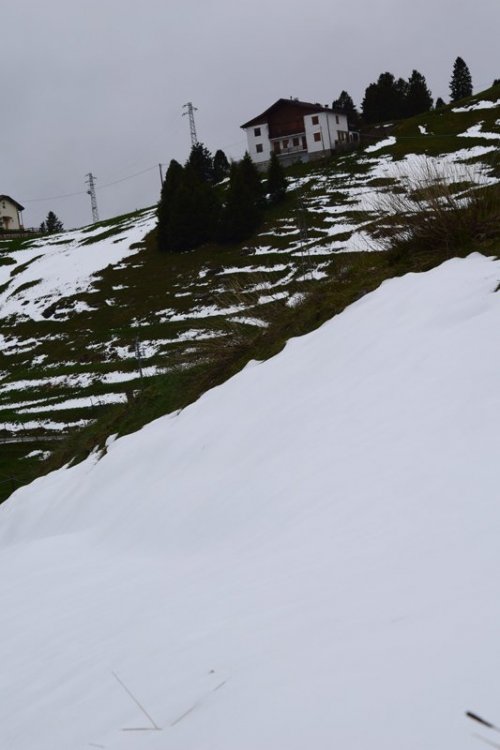 Dactylorhiza sambucina (L.) Soò 1962. 1 M. Corno..jpg