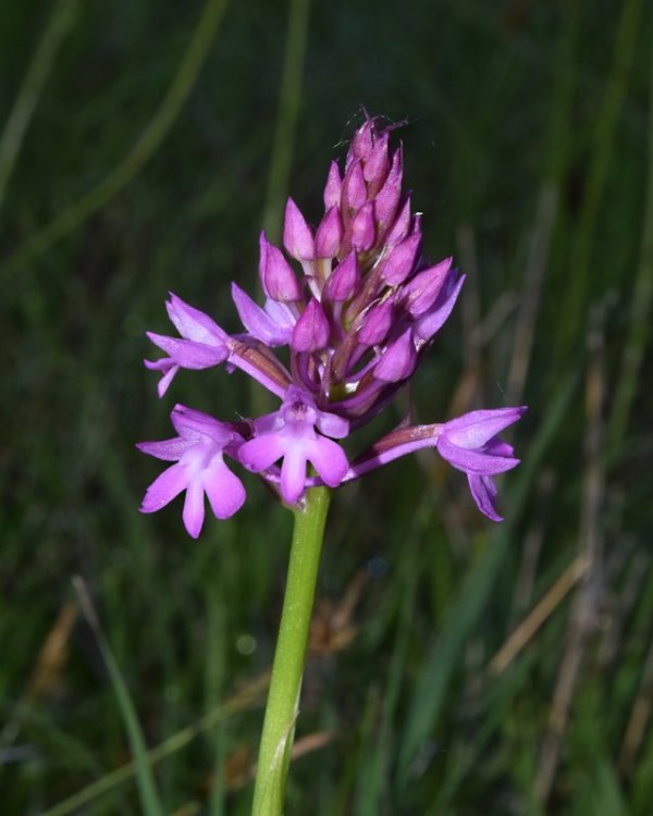 Anacamptis pyramidalis (L.) Rich. 1817. 4.jpg