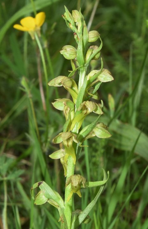 Coeloglossum viride (L.) Hartm. 1820. 4.jpg