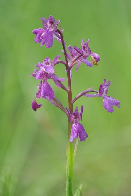 Anacamptis_×alata1.jpg