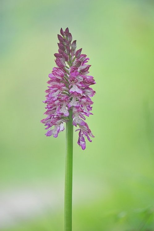 Orchis_×hybrida4.jpg