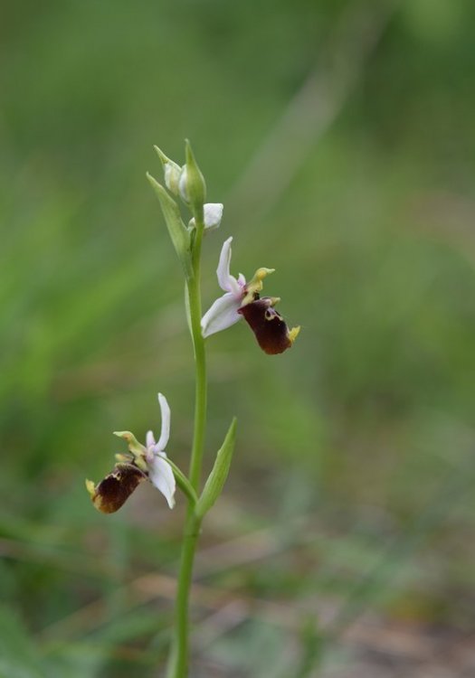 Oprhys holosericea subsp. holosericea (Buem.f) Greuter 1967 s.l. 6.jpg