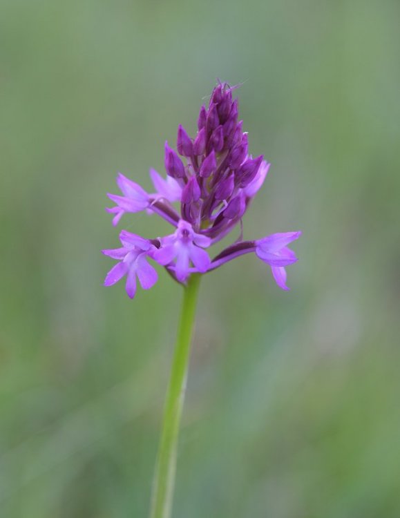 Anacamptis pyramidalis (L.) Rich. 1817. 3.jpg