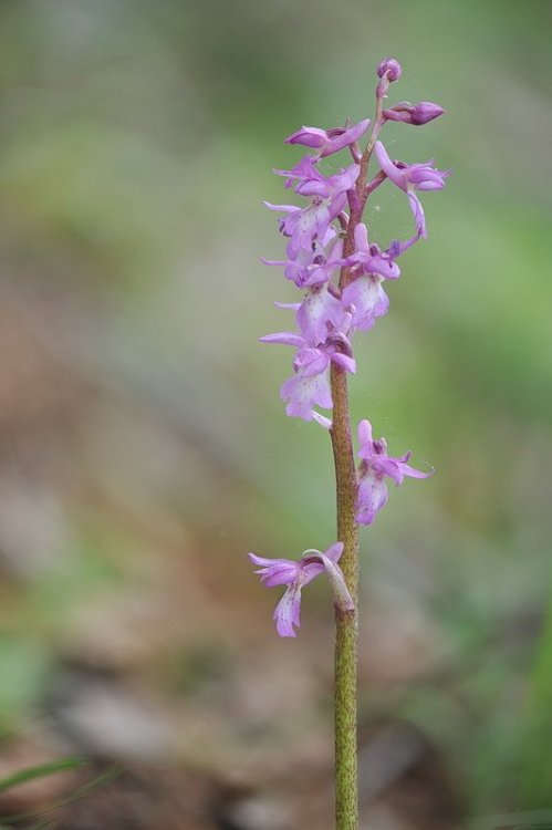 Orchis_×haussknechtii2.jpg