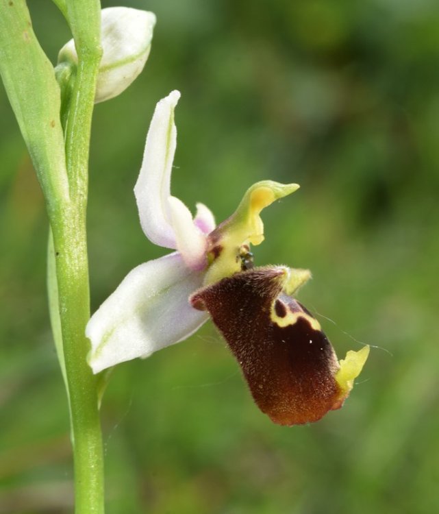 Oprhys holosericea subsp. holosericea (Buem.f) Greuter 1967 s.l. 8.jpg