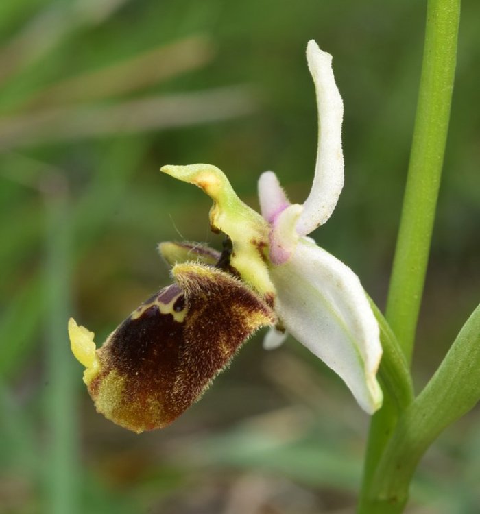 Oprhys holosericea subsp. holosericea (Buem.f) Greuter 1967 s.l. 9.jpg