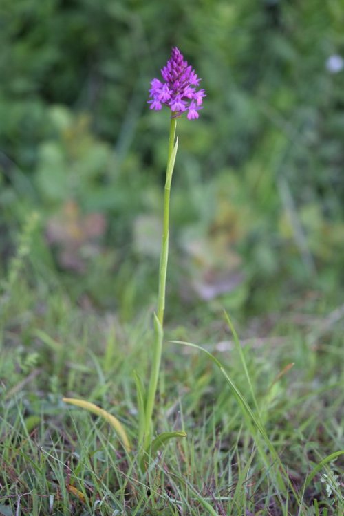 Anacamptis pyramidalis (L.) Rich. 1817. 1.jpg