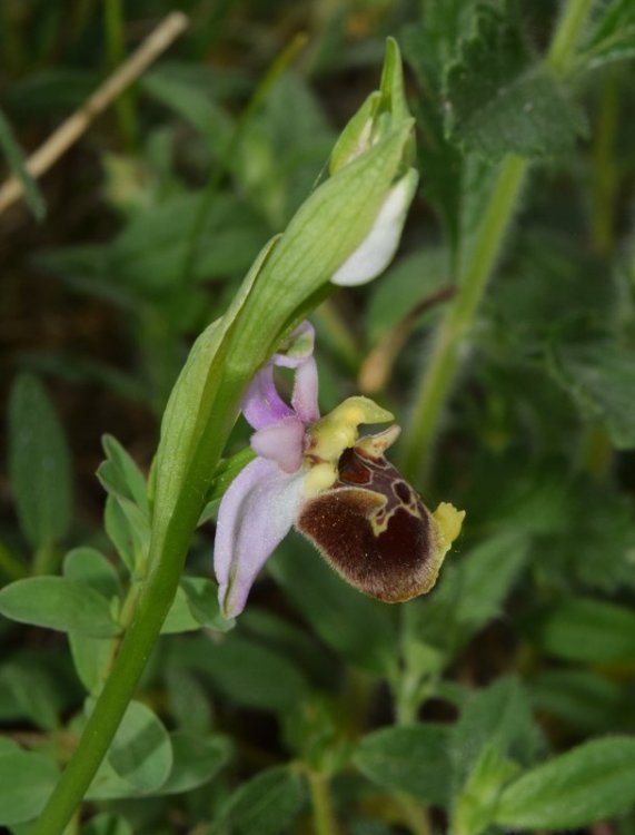 Oprhys holosericea subsp. holosericea (Buem.f) Greuter 1967 s.l. 5.jpg