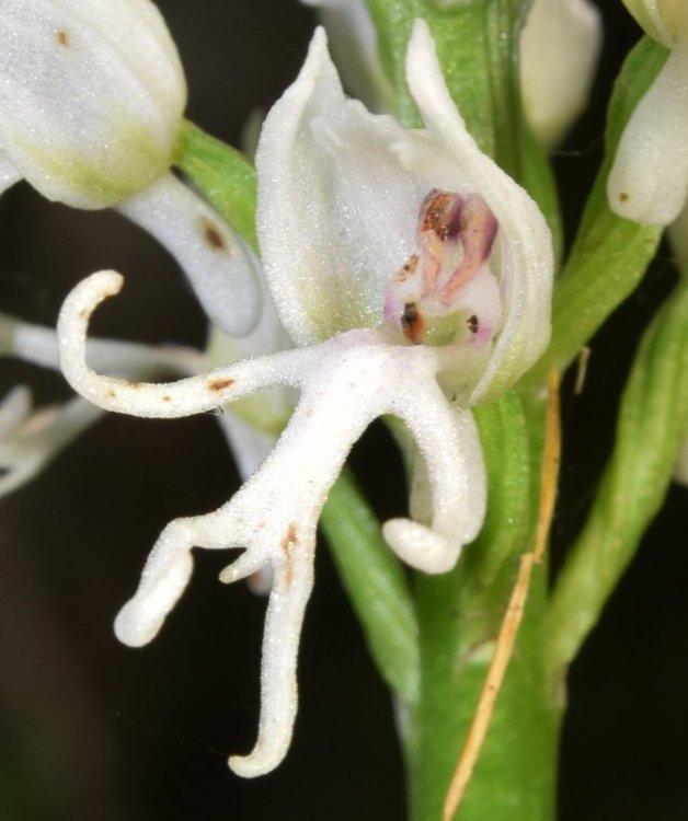 Orchis simia Lam. apocromica. 3.jpg