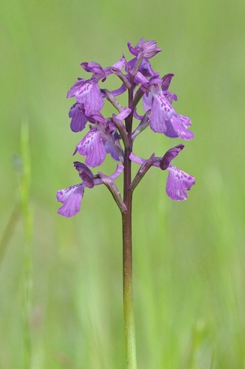 Anacamptis_×alata.JPG