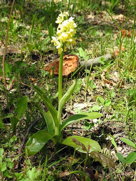 Orchis pallens 007.JPG