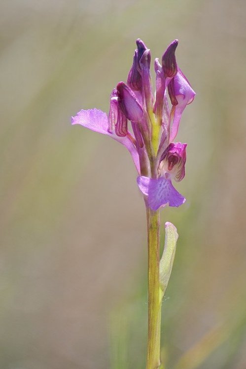 Anacamptis_×gennarii5.jpg