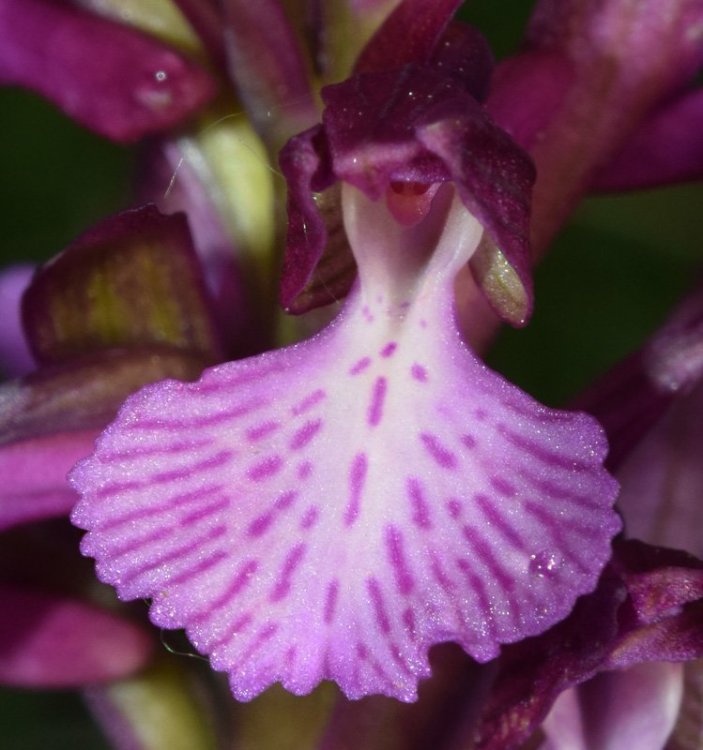 Anacamptis x gennarii (Rchb.f.) H. Kretzschmar, Eccarius & H. Dietr. 2007. 4.jpg