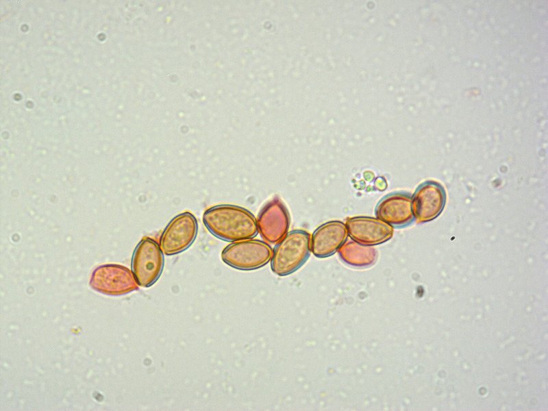 Agrocybe praecox 14 Spore RC 1000x.jpg