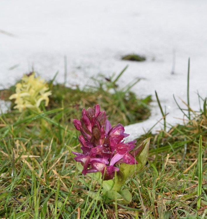 Dactylorhiza sambucina (L.) Soò 1962. 2.jpg