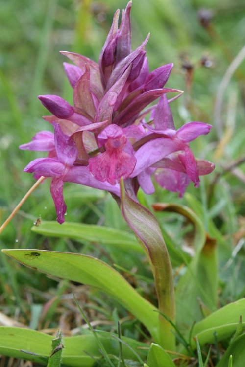 Dactylorhiza sambucina (L.) Soò 1962. 5.jpg