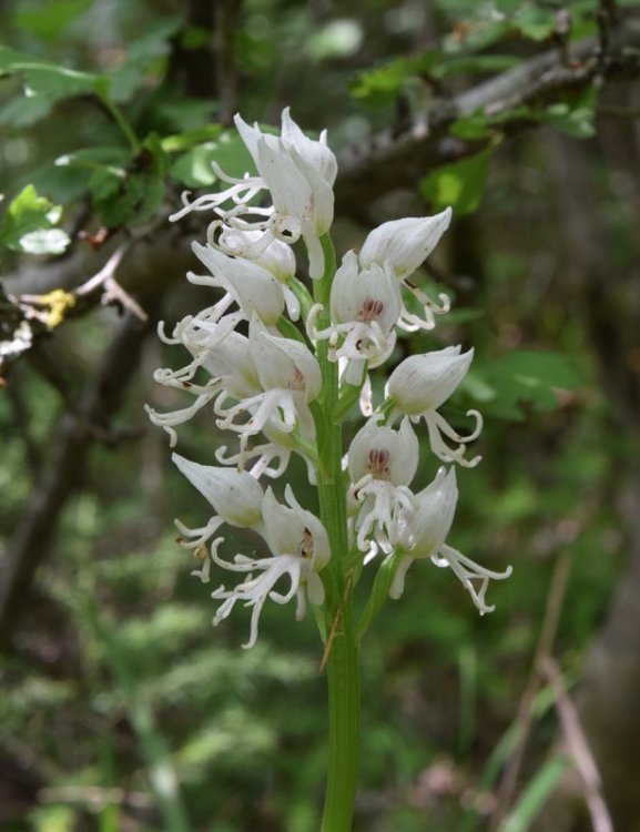 Orchis simia Lam. apocromica. 2.jpg