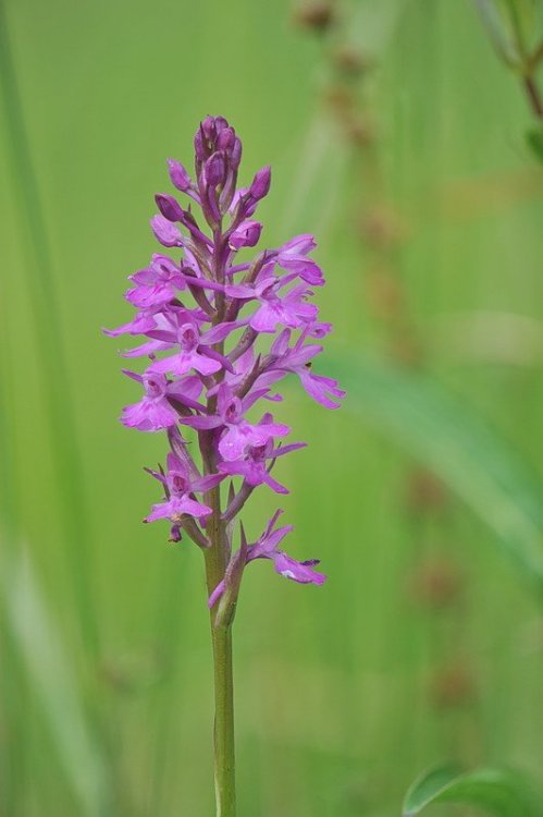 Anacamptis_×duquesnei.jpg