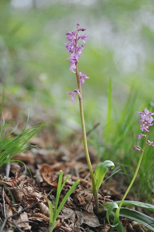 Orchis_×haussknechtii.jpg