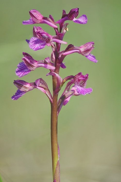 Anacamptis_×gennarii1.jpg