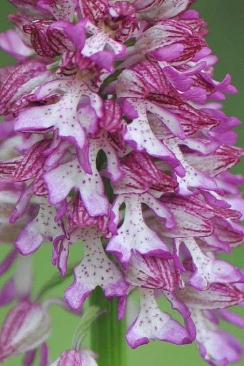 Orchis_×hybrida5.JPG