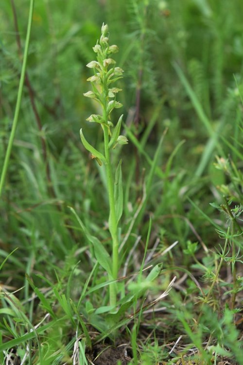 Coeloglossum viride (L.) Hartm. 1820. 3.jpg