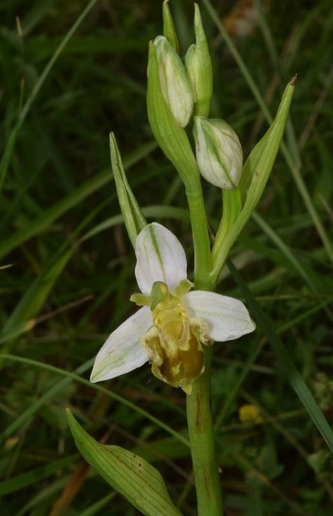 Ophrys apifera Huds. 1762. 11.jpg