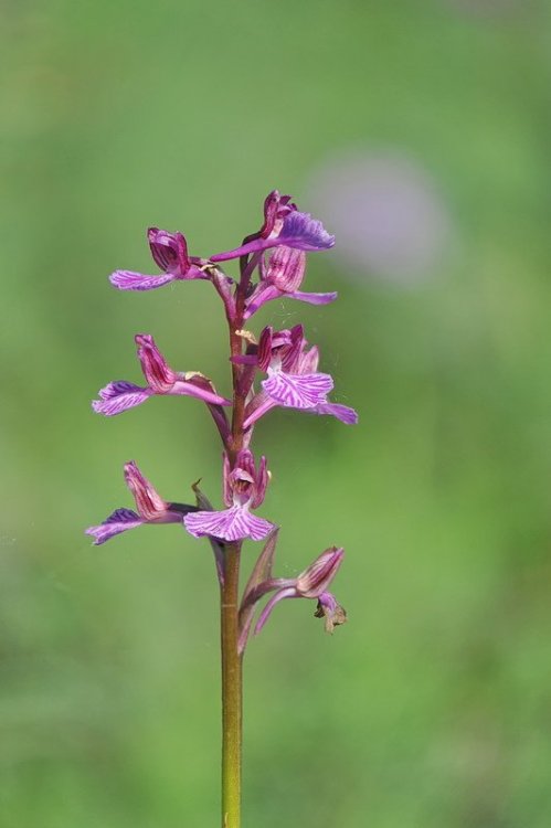 Anacamptis_×gennarii.jpg