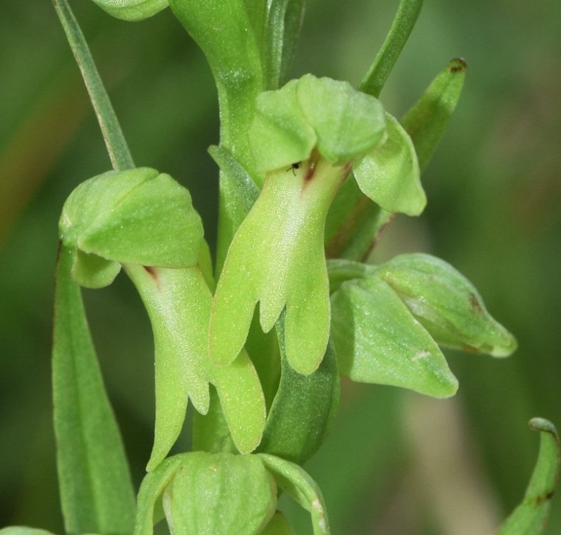 Coeloglossum viride (L.) Hartm. 1820. 5.jpg