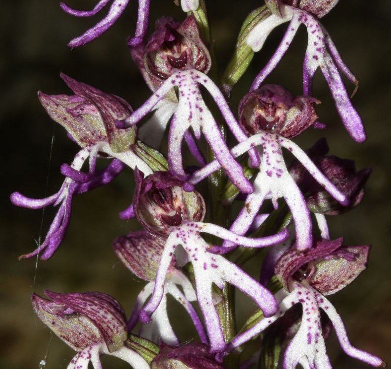 Orchis angusticruriis ex Humn. (Orchis purpurea x Orchis simia) Regione Veneto (VI) 4.jpg