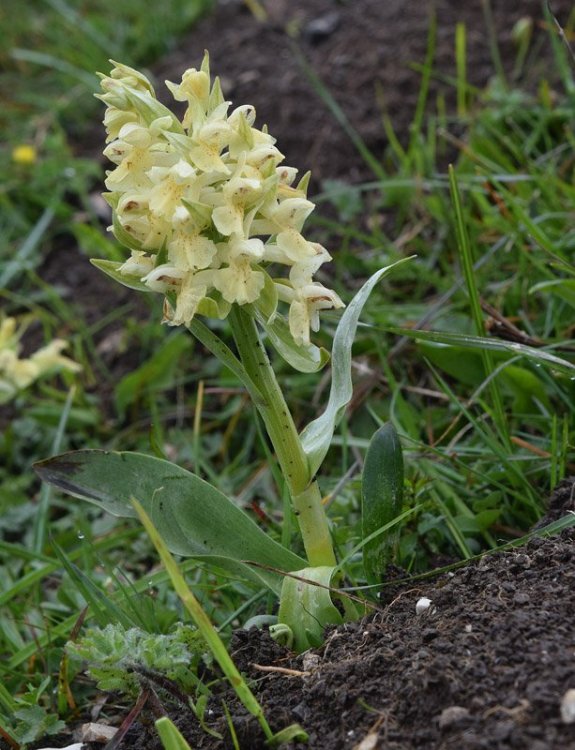 Dactylorhiza sambucina (L.) Soò 1962. 3.jpg