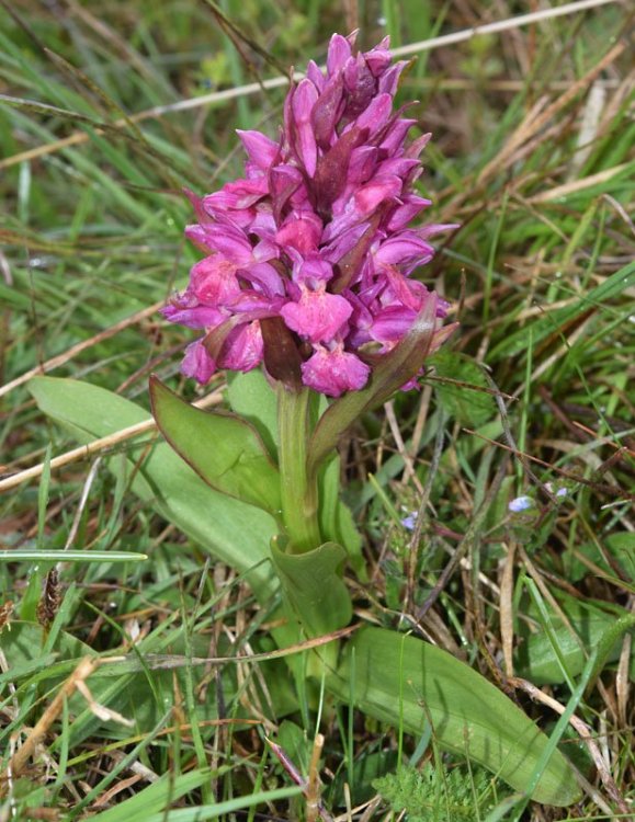 Dactylorhiza sambucina (L.) Soò 1962. 6.jpg