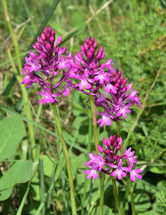 Anacamptis pyramidalis (L.) Rich. 1817. 5.jpg