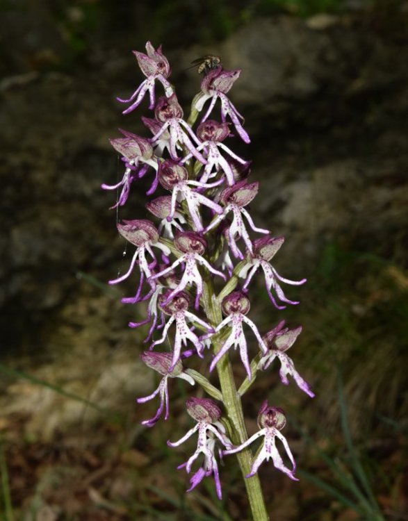 Orchis angusticruriis ex Humn. (Orchis purpurea x Orchis simia) Regione Veneto (VI) 2.jpg