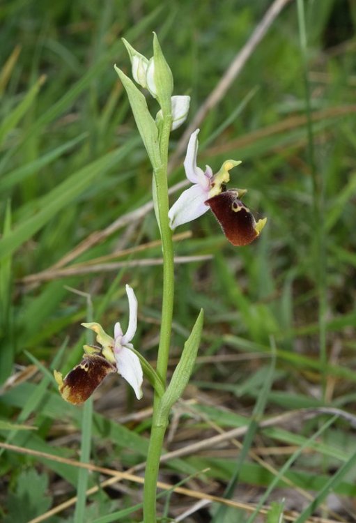 Oprhys holosericea subsp. holosericea (Buem.f) Greuter 1967 s.l. 7.jpg