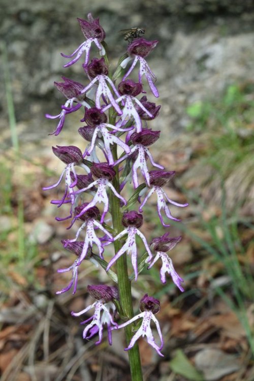 Orchis angusticruriis ex Humn. (Orchis purpurea x Orchis simia) Regione Veneto (VI) 3.jpg