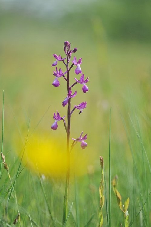 Anacamptis_laxiflora.jpg