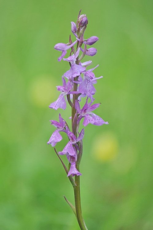 Anacamptis_palustris3.jpg