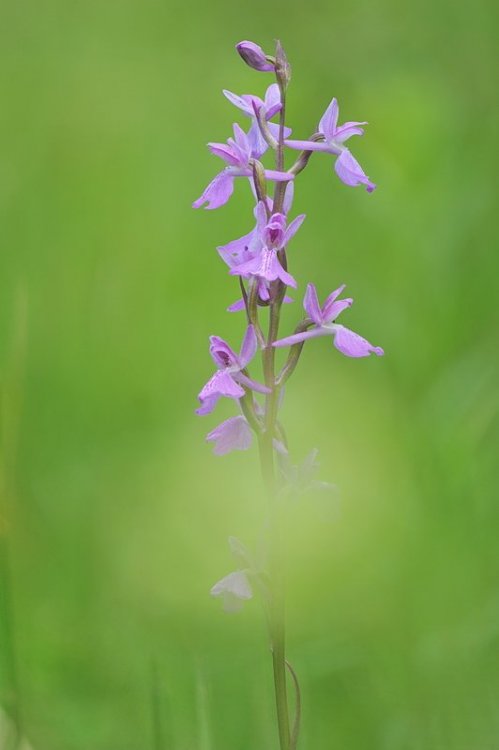 Anacamptis_palustris5.jpg