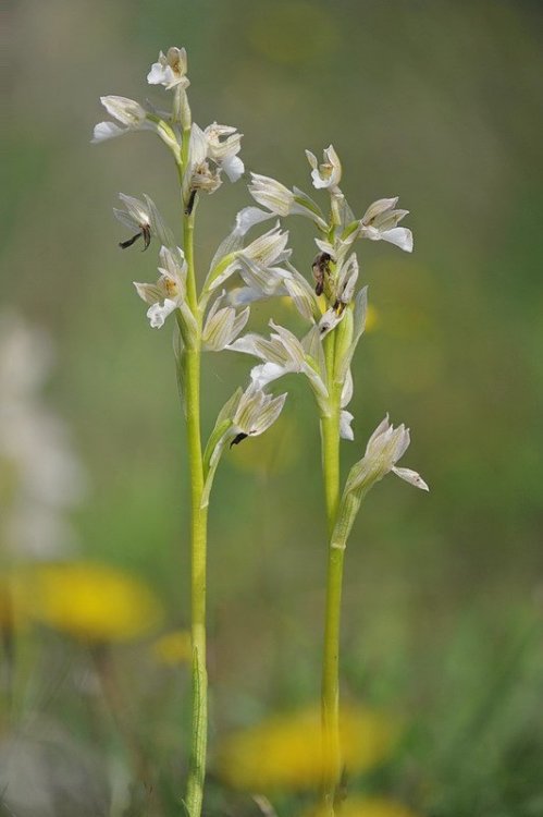 Anacamptis_papilionacea-b1.jpg